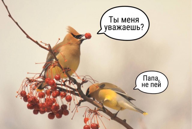 Свиристели, свиристели... пообедать прилетели!