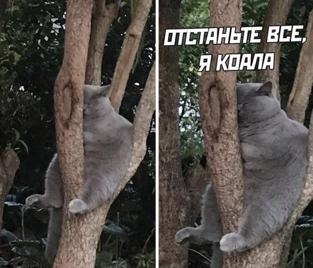 Завалялось тут случайно немного забавных картинок