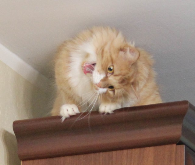 Котовторник 21.05.2013