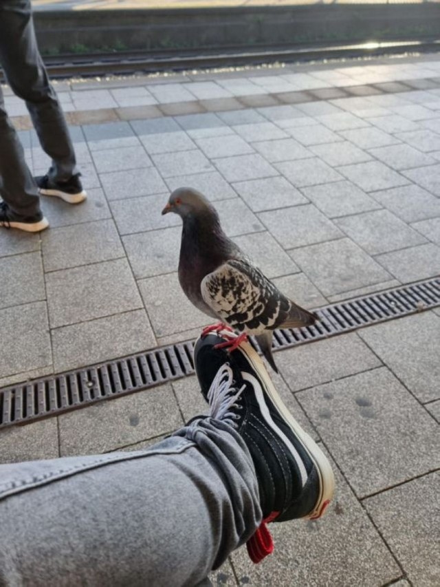ФотоВинегрет