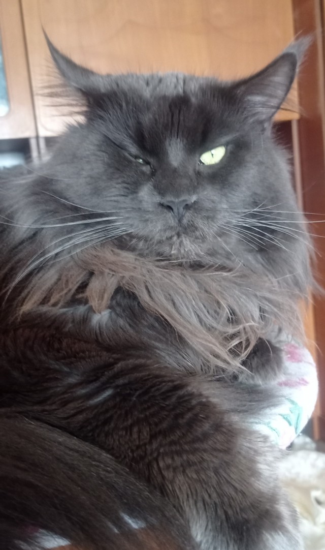 Мэйн-кун!  Котовторнику посвещается!