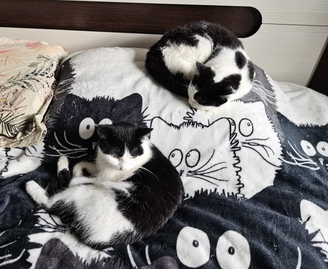 Котовторник