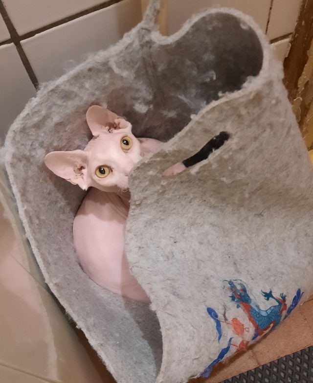 Котовторник в картинках