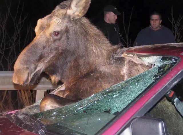 Берегись автомобиля
