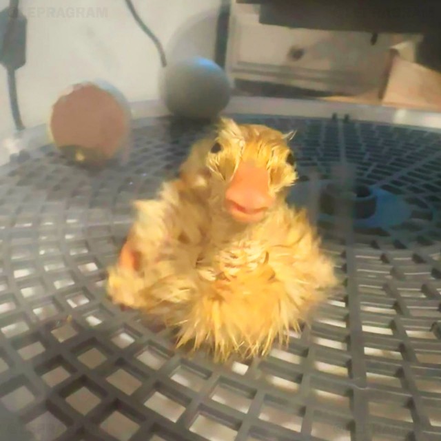 Милота дня: в инете набирают популярность фотки новорождённого утёнка, которого только что достали из инкубатора