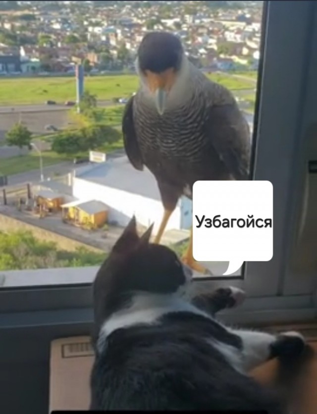 Кричите громче! Вас не слышно!