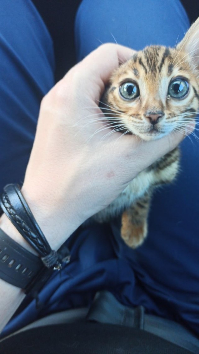 Котовторник продолжается