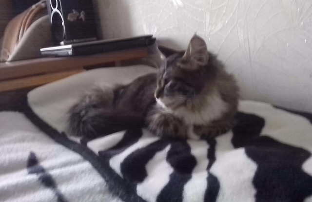 Немного о  Мейн Куне.