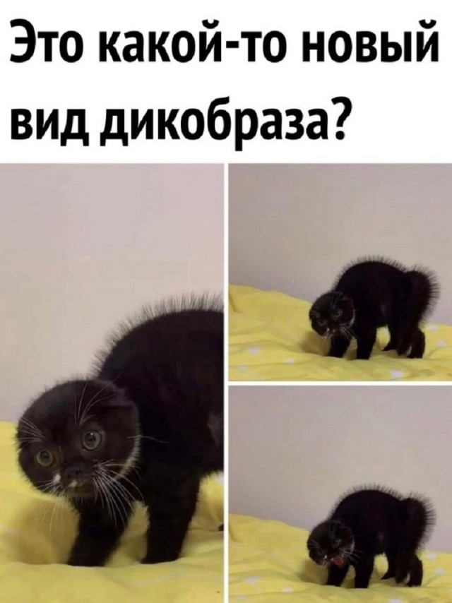 Так себе картинки 18.05.25