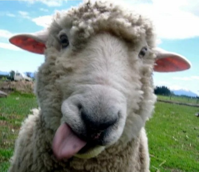 Несогласный с традициями Курбан-байрама баран сбежал, когда его пытались купить для жертвоприношения