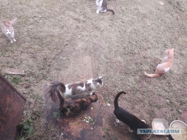 Жизнь домашнего приюта для котеек 553