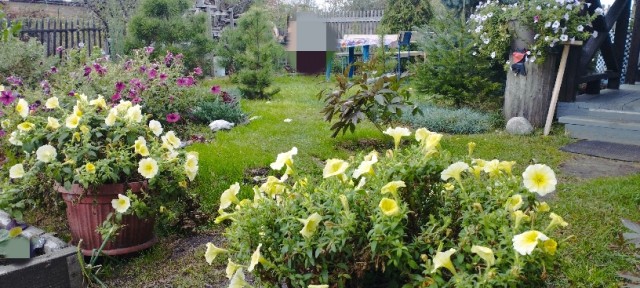 Роза-брюква