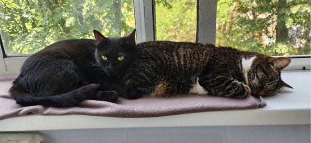 Котовторник же!