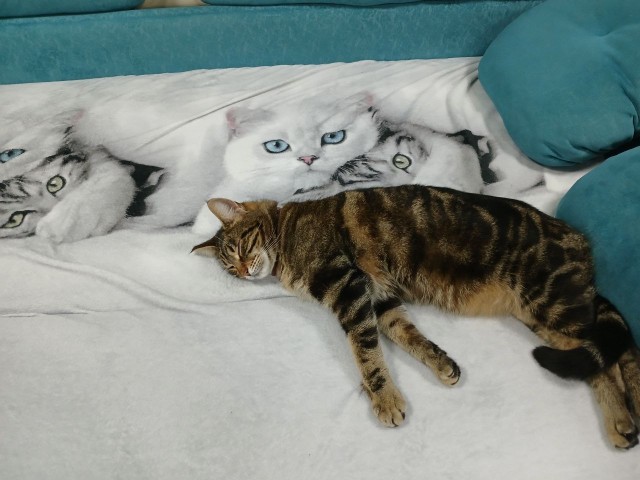 Привет, котовторник.