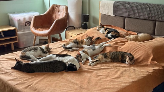 Куча трёхцветок на кровати