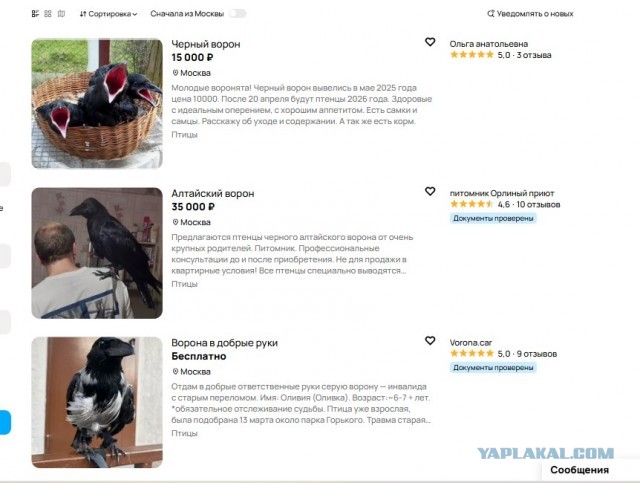 Ворон в поиске