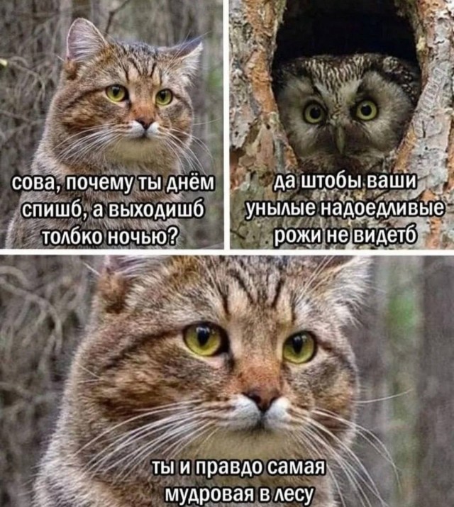 Про сову