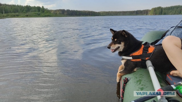 К собако четвергу