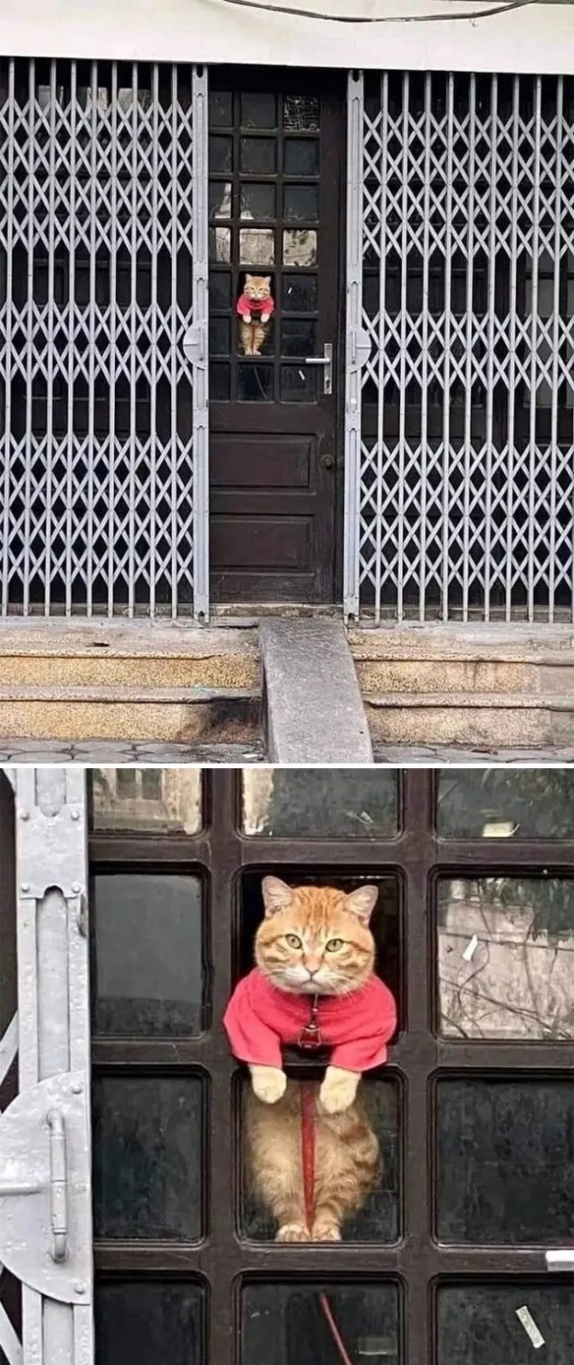 К котовторнику: подборка картинок-баянов с котиками и про котиков. Выпуск 43.