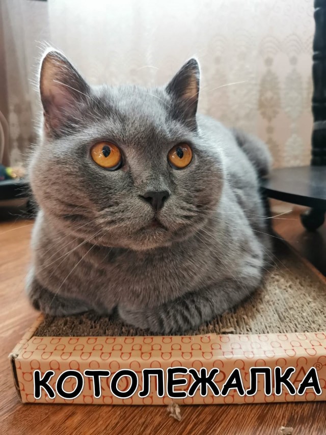 Продолжаем котовторник