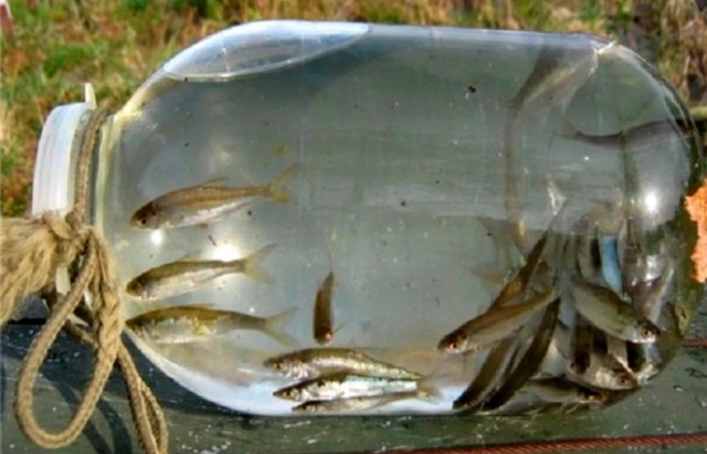 Куйуур
