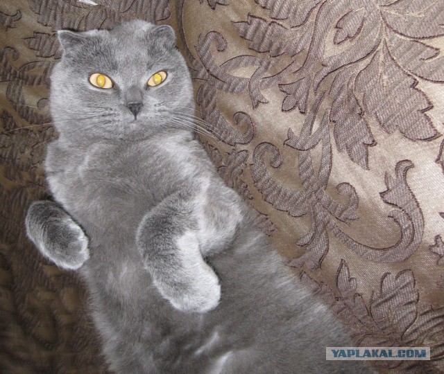 Котовторник 8.10.2013