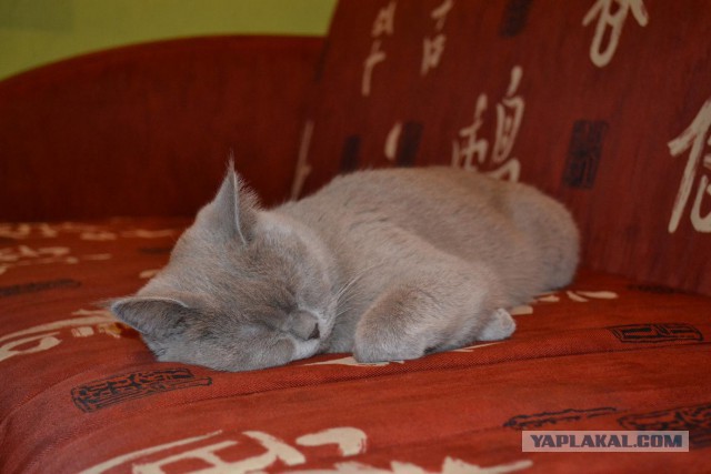 Выставка кошек.