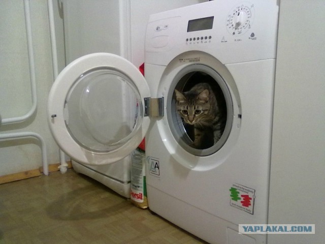 Про спасенных котеек