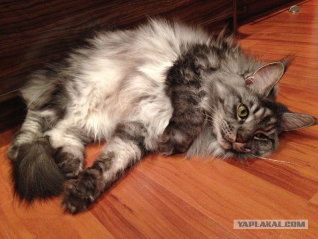 Котовторник 22.07.14