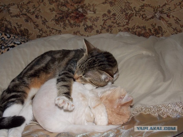 Котовторник 12.08.2014
