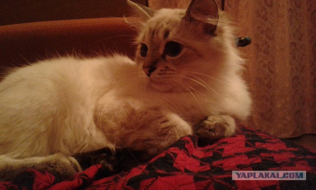 Котовторник 7.10.2014