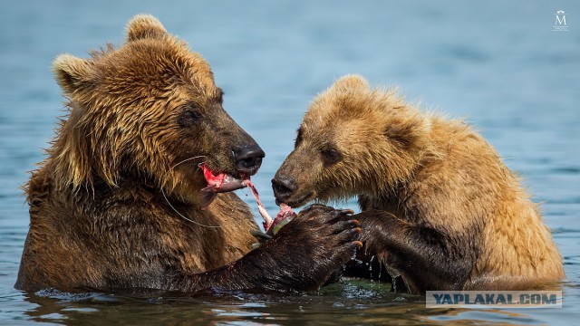 Камчатские медведи пируют