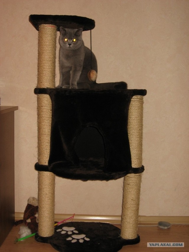 Сказ о том, как я уголок для котов строил