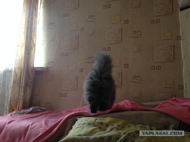 Котовторник 09.06.2015
