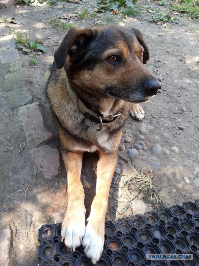 Собакочетверг  25.06.2015