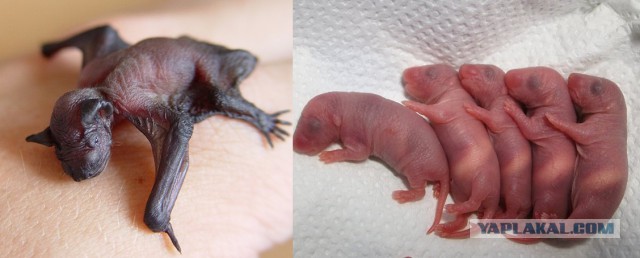 Животные которых вы вряд ли видели новорождёнными