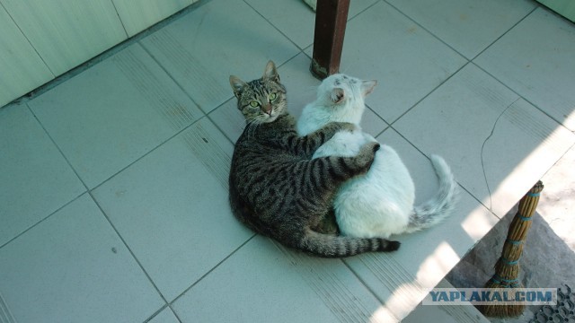 Котовторник 7.07.2015