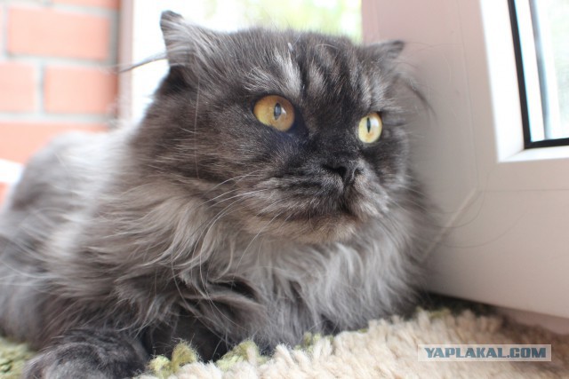 Котовторник  21.07.2015