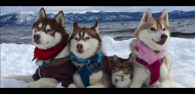 Сибирские хаски «удочерили» лучшую подругу-кошку