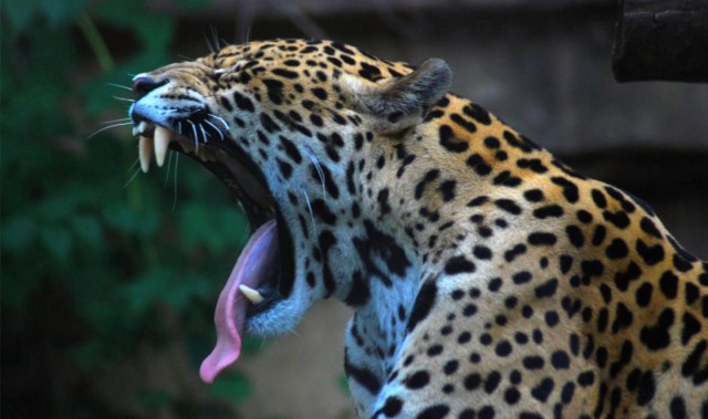 Леопард-рыбак. чот тоже рыбки захотелось!