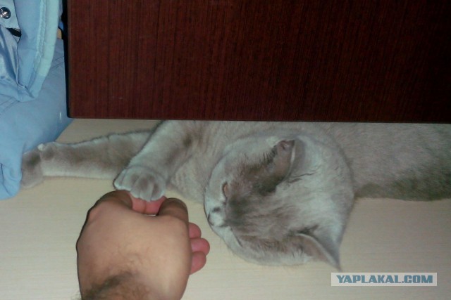 Котовторник 22.03.2016