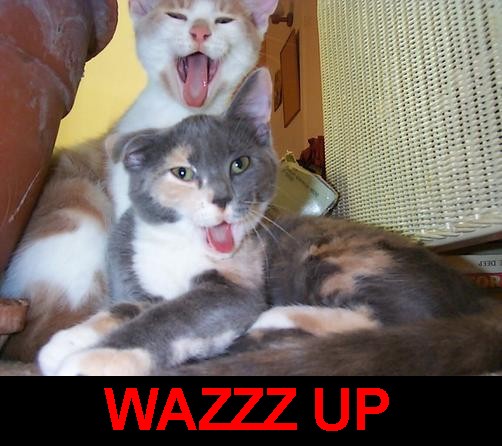 Народный котомет на фторинег