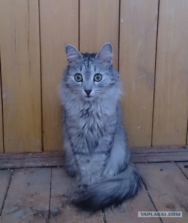 Котовторник 17.05.2016
