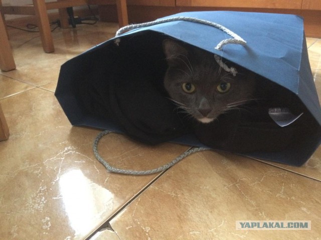 Котовторник 26.07 2016