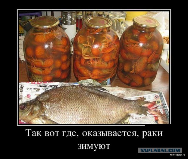 Сегодня я нашел где зимуют ... КОМАРЫ