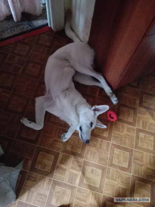 Спят усталые зверушки