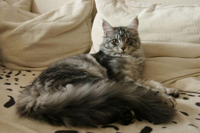 Коты из сети