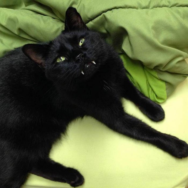 Коты и Кошки