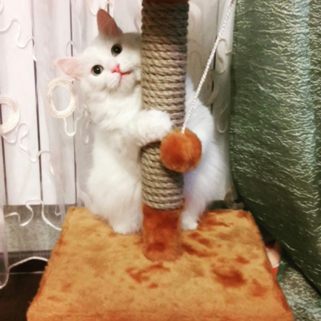 Коты и Кошки