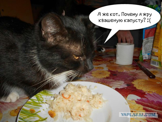 Жизнь домашнего приюта для котеек 168